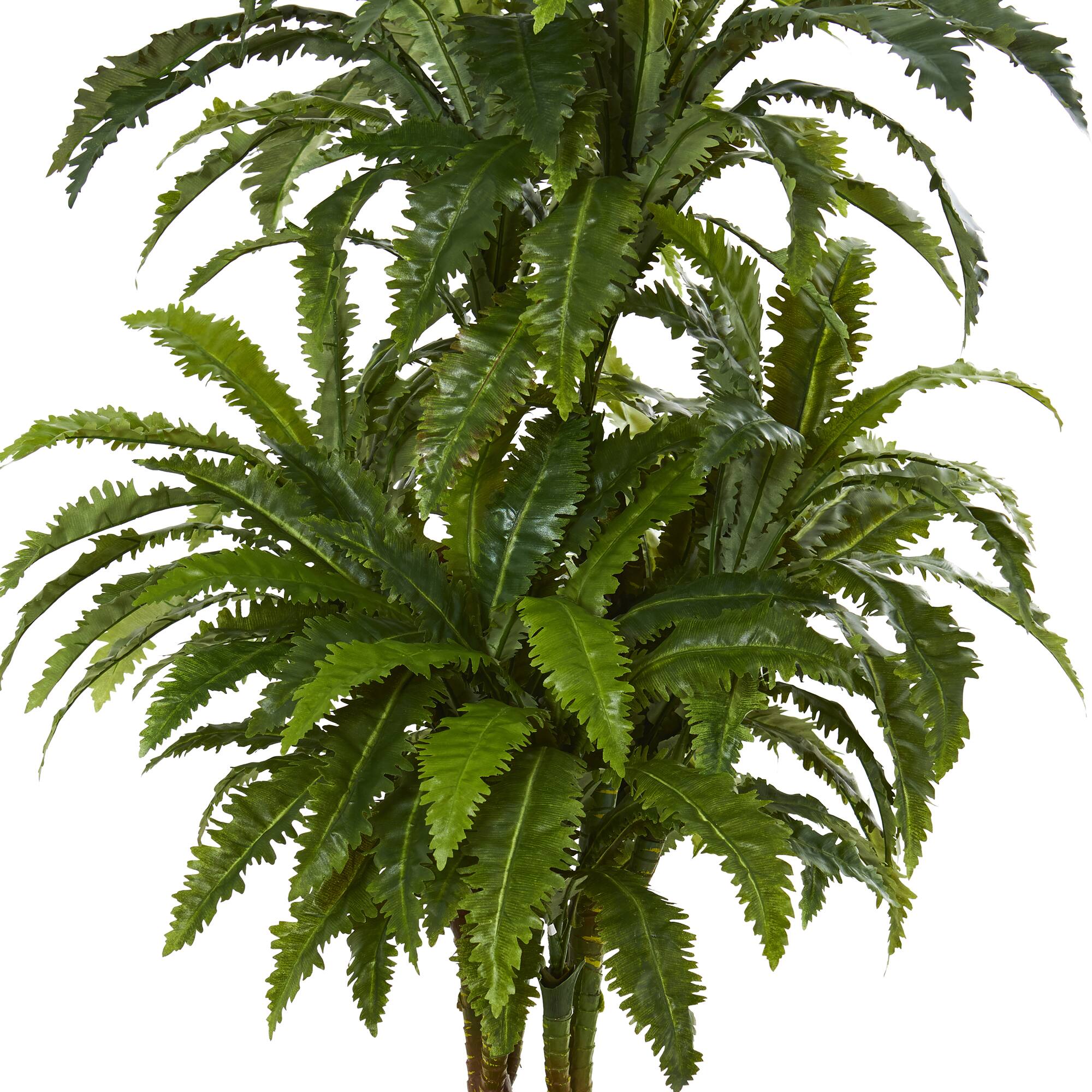 4ft. Marginatum in White Tower Vase